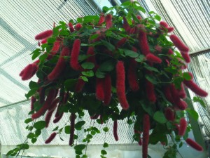 This...whatever it is looks like furry red cat tails!